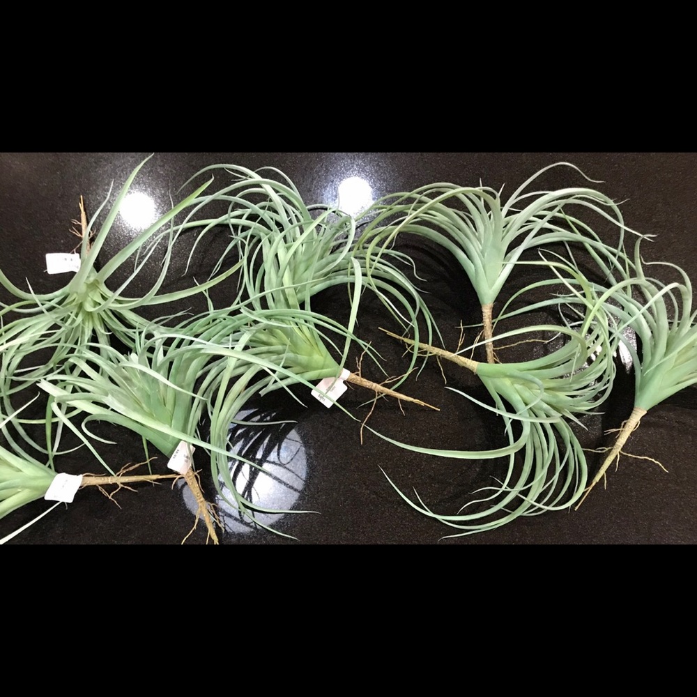 bundle of 3, Air plants
